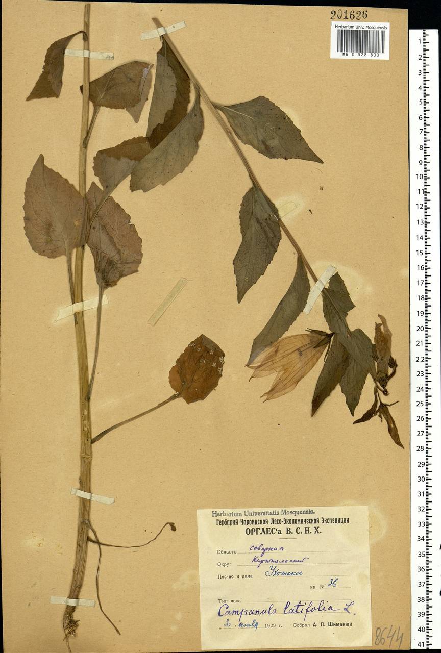 Campanula latifolia L., Eastern Europe, Northern region (E1) (Russia)