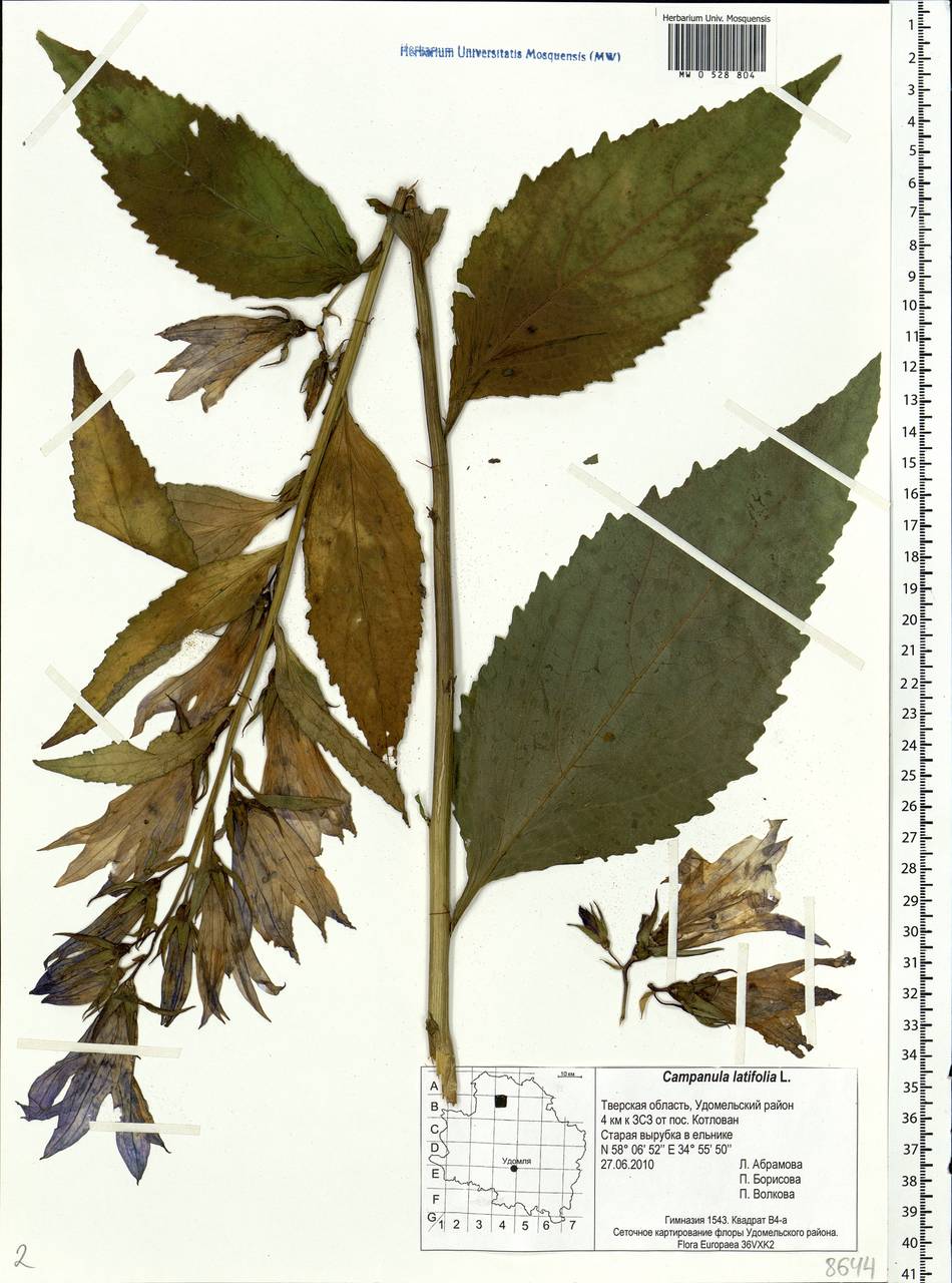 Campanula latifolia L., Eastern Europe, North-Western region (E2) (Russia)