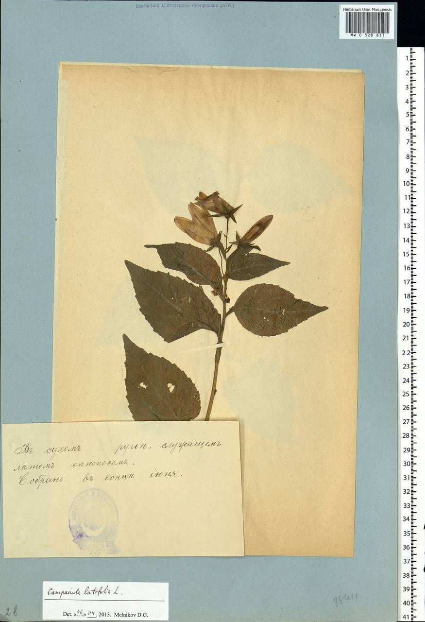 Campanula latifolia L., Eastern Europe, Estonia (E2c) (Estonia)