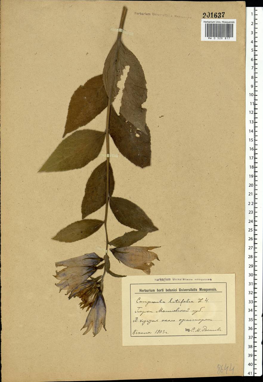 Campanula latifolia L., Eastern Europe, Belarus (E3a) (Belarus)