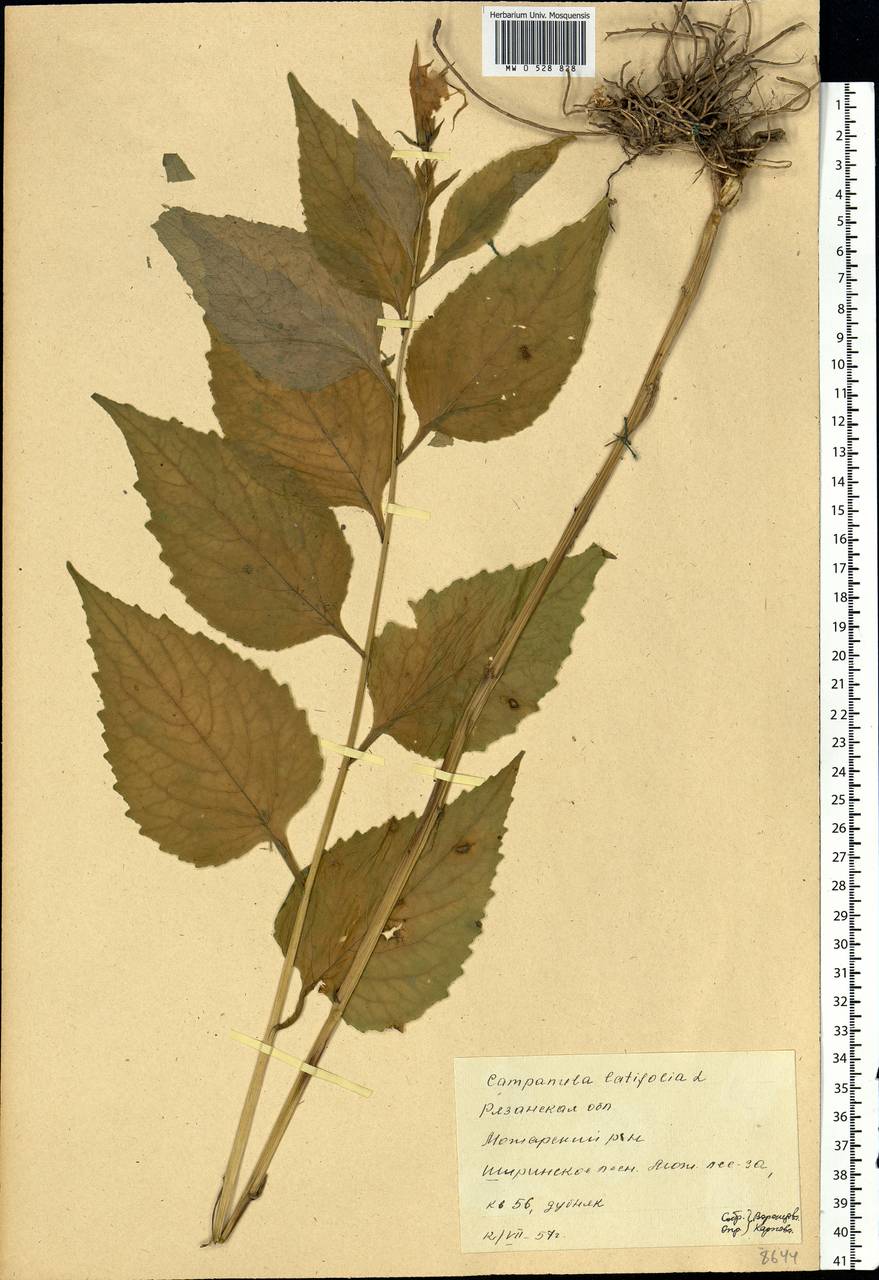 Campanula latifolia L., Eastern Europe, Central region (E4) (Russia)