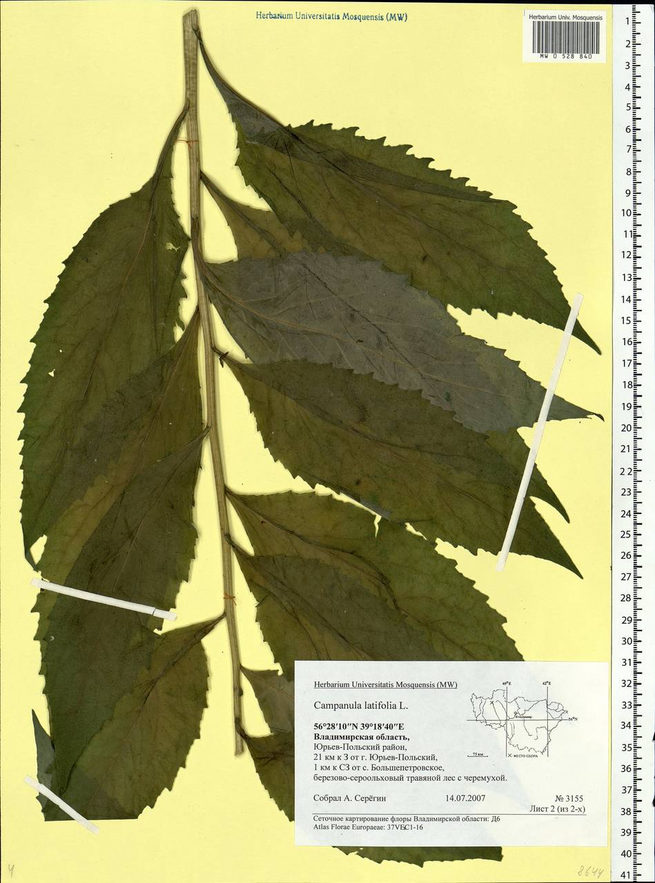 Campanula latifolia L., Eastern Europe, Central region (E4) (Russia)