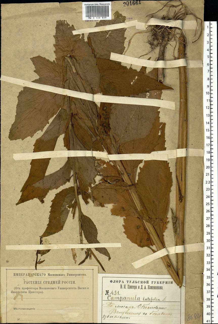 Campanula latifolia L., Eastern Europe, Central region (E4) (Russia)