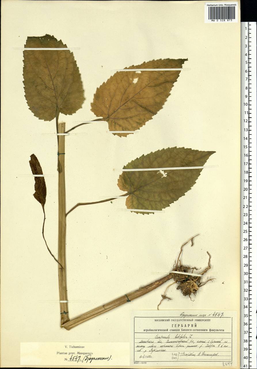 Campanula latifolia L., Eastern Europe, Moscow region (E4a) (Russia)