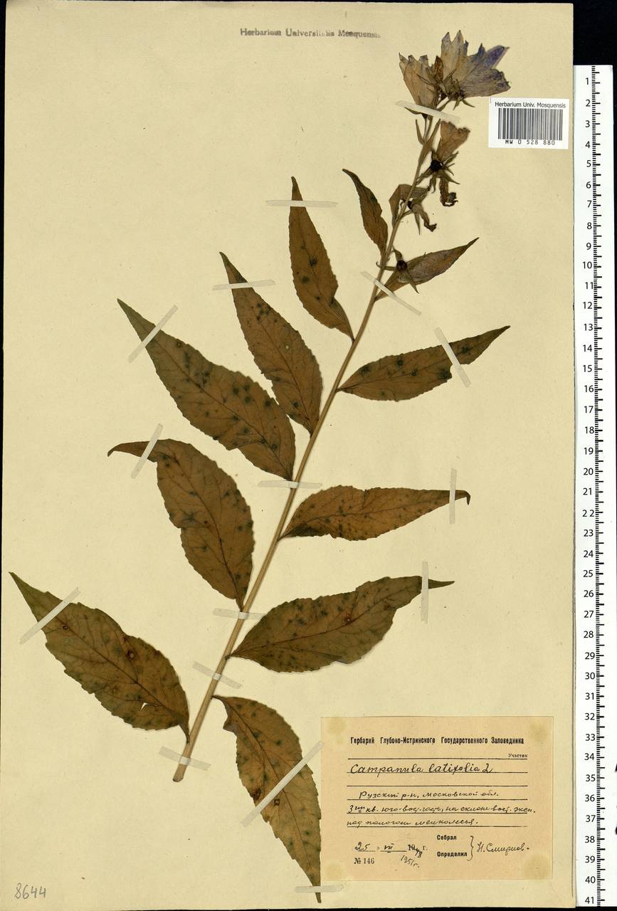 Campanula latifolia L., Eastern Europe, Moscow region (E4a) (Russia)