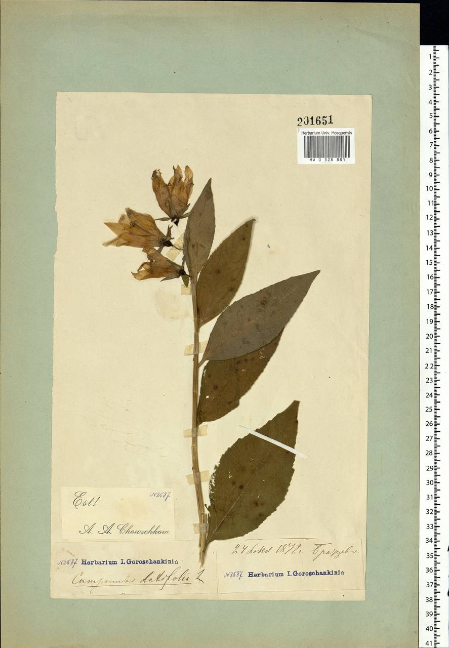 Campanula latifolia L., Eastern Europe, Moscow region (E4a) (Russia)