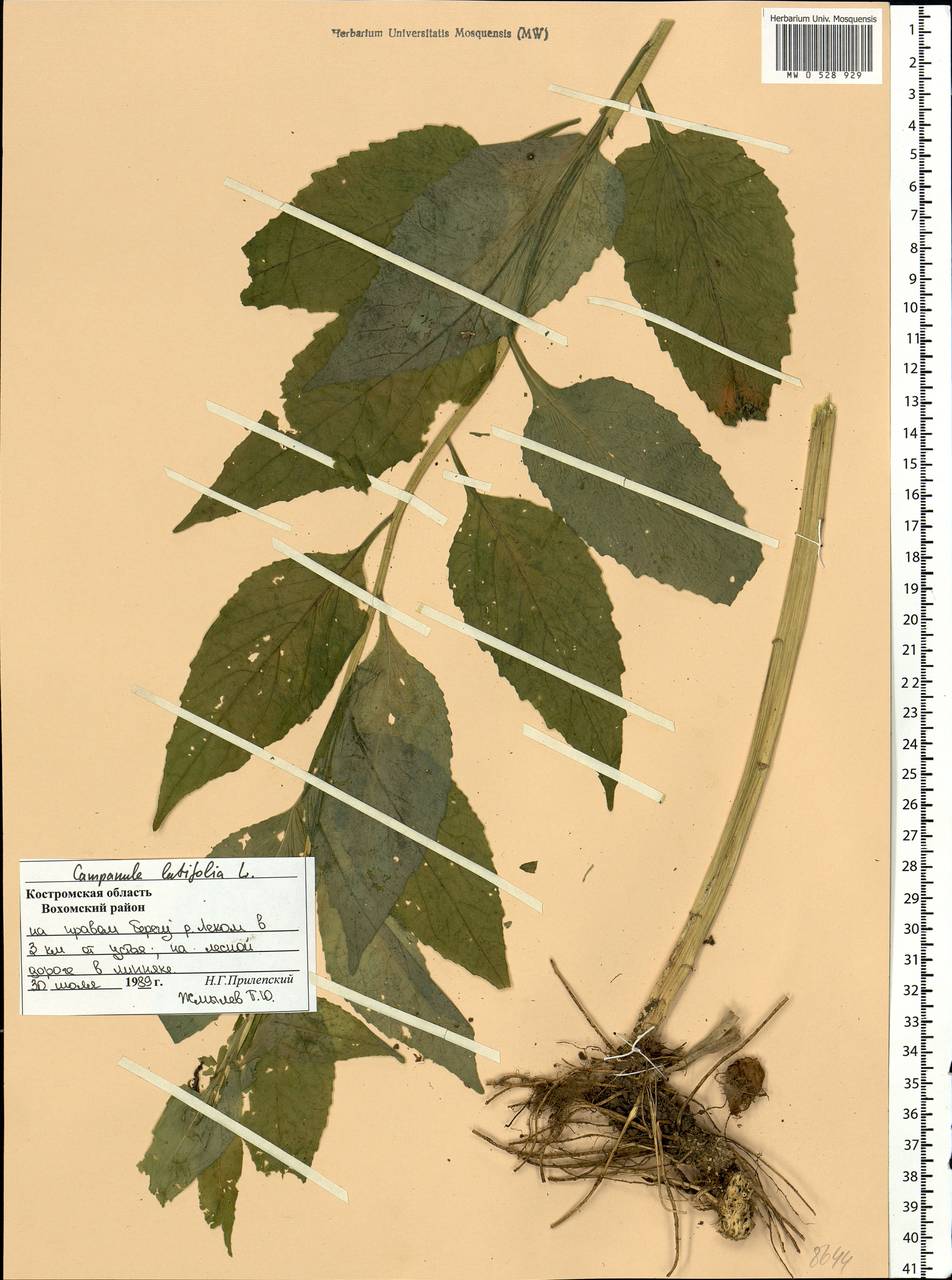 Campanula latifolia L., Eastern Europe, Central forest region (E5) (Russia)