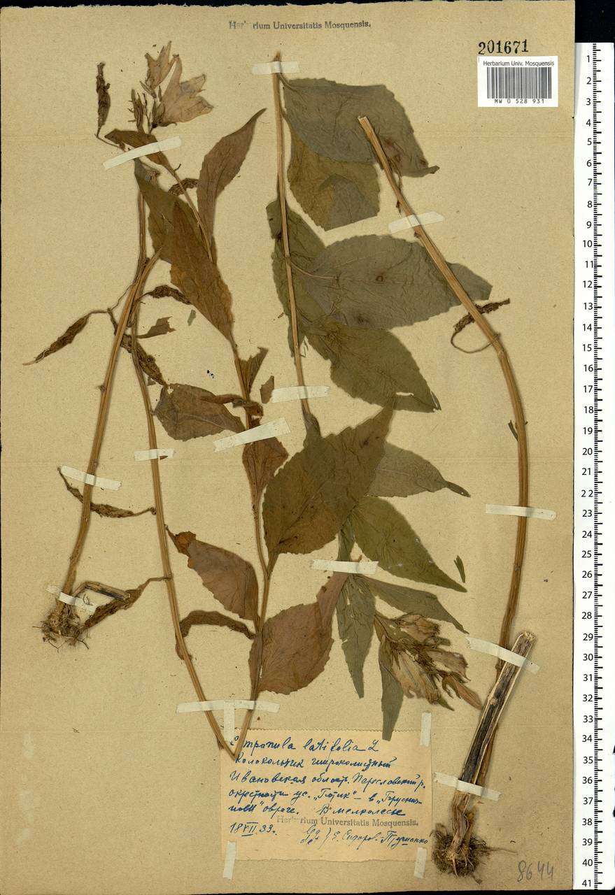 Campanula latifolia L., Eastern Europe, Central forest region (E5) (Russia)