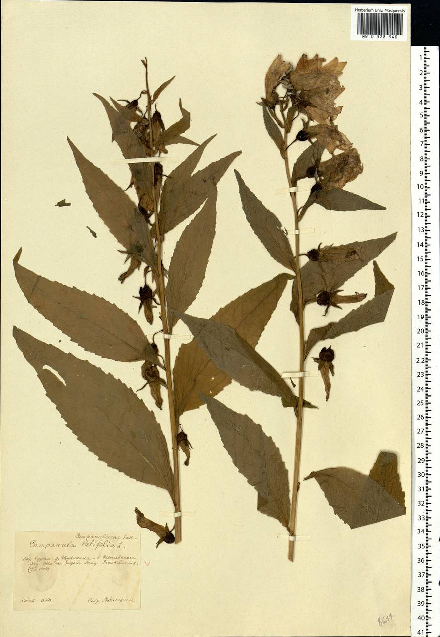 Campanula latifolia L., Eastern Europe, Central forest-and-steppe region (E6) (Russia)