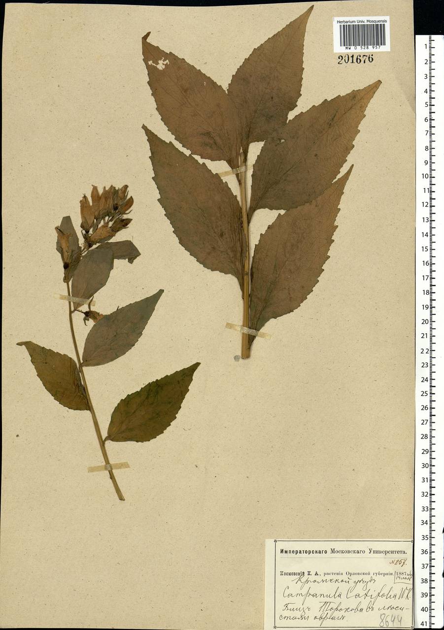 Campanula latifolia L., Eastern Europe, Central forest-and-steppe region (E6) (Russia)