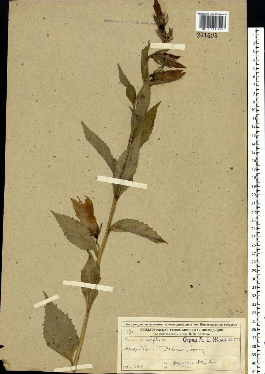 Campanula latifolia L., Eastern Europe, Volga-Kama region (E7) (Russia)