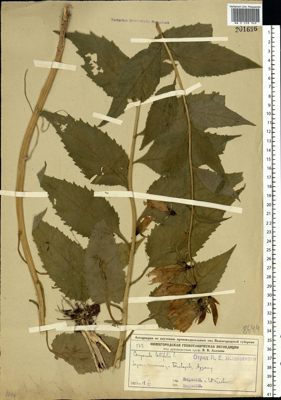Campanula latifolia L., Eastern Europe, Volga-Kama region (E7) (Russia)