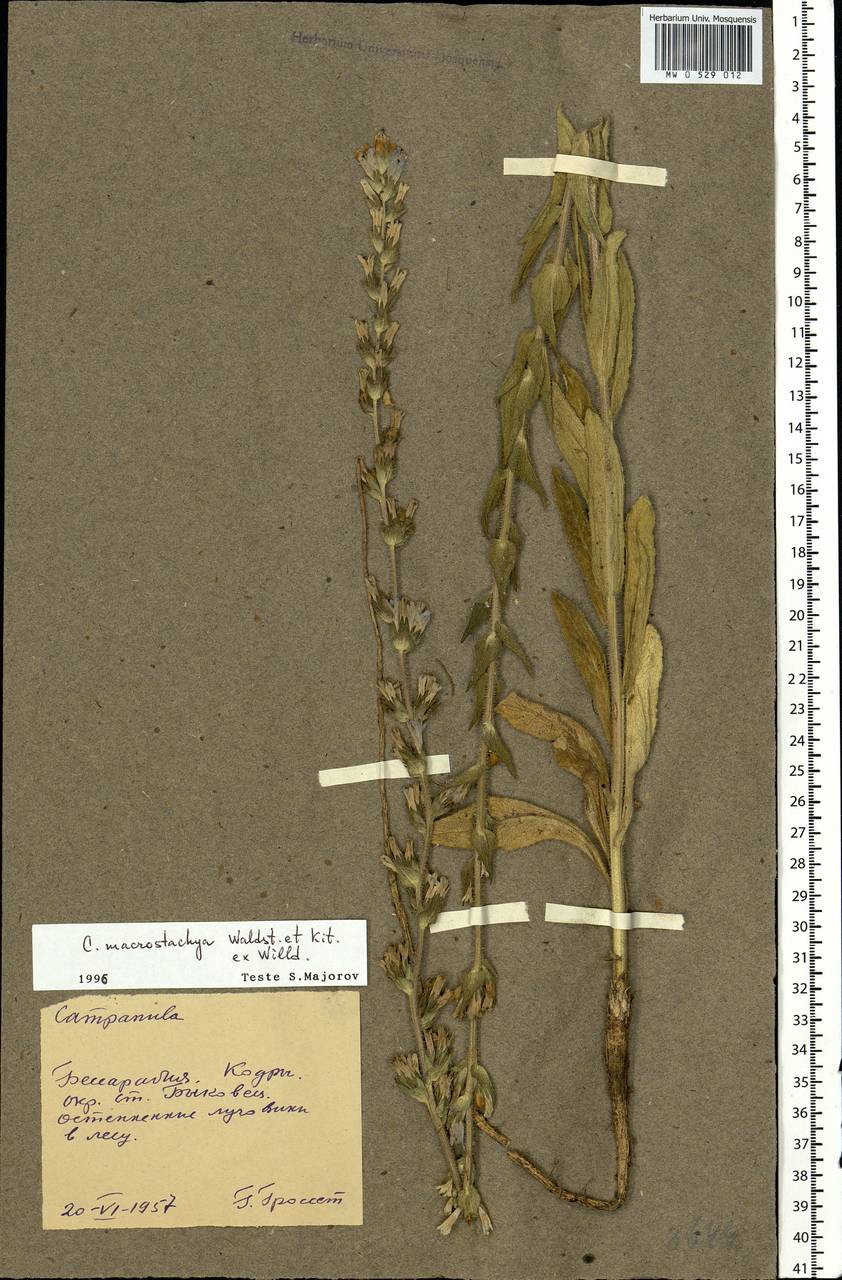 Campanula macrostachya Waldst. & Kit. ex Willd., Eastern Europe, Moldova (E13a) (Moldova)