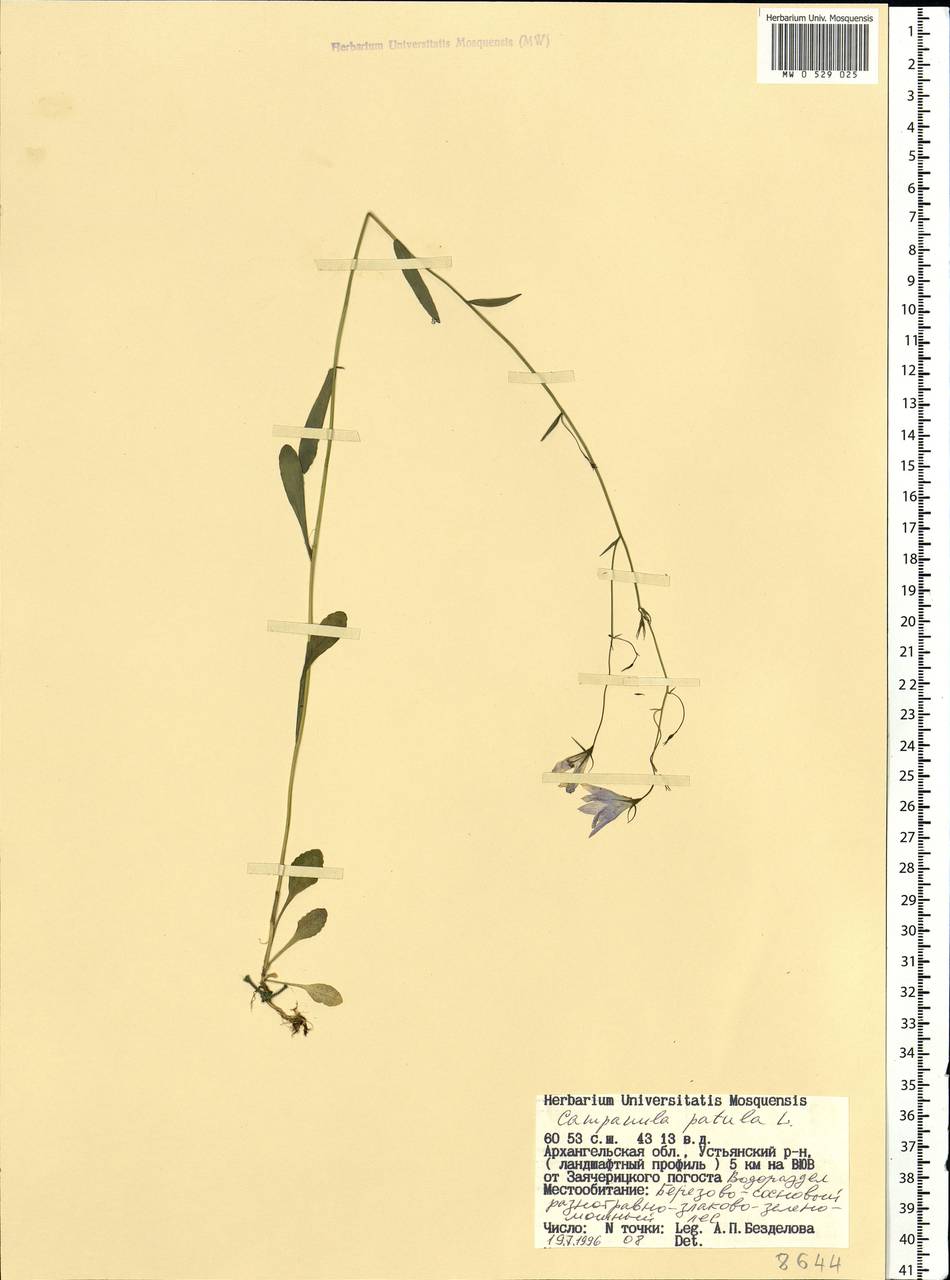 Campanula patula L., Eastern Europe, Northern region (E1) (Russia)