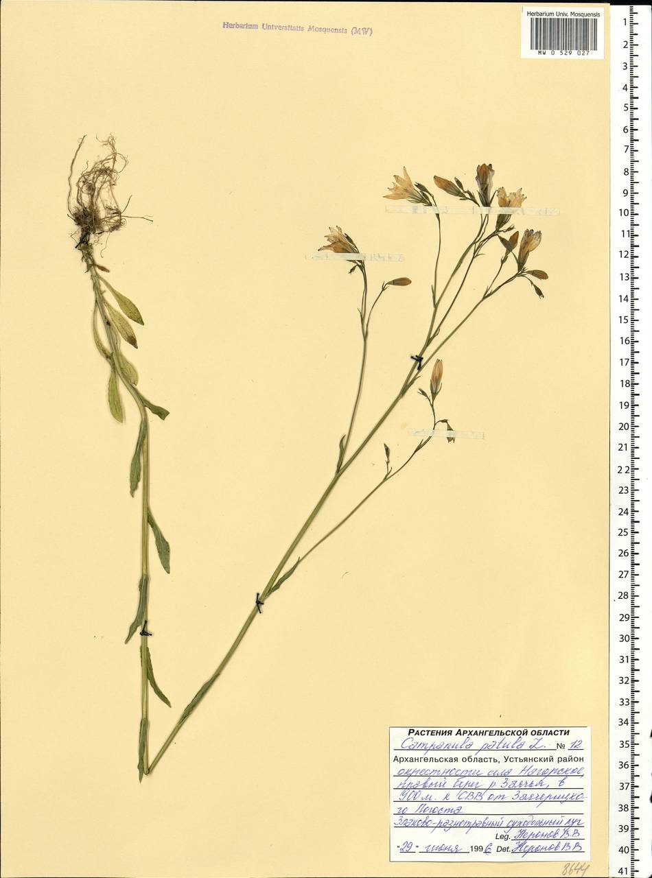 Campanula patula L., Eastern Europe, Northern region (E1) (Russia)