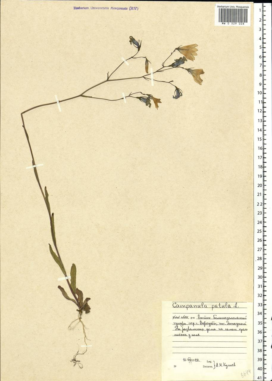 Campanula patula L., Eastern Europe, Northern region (E1) (Russia)