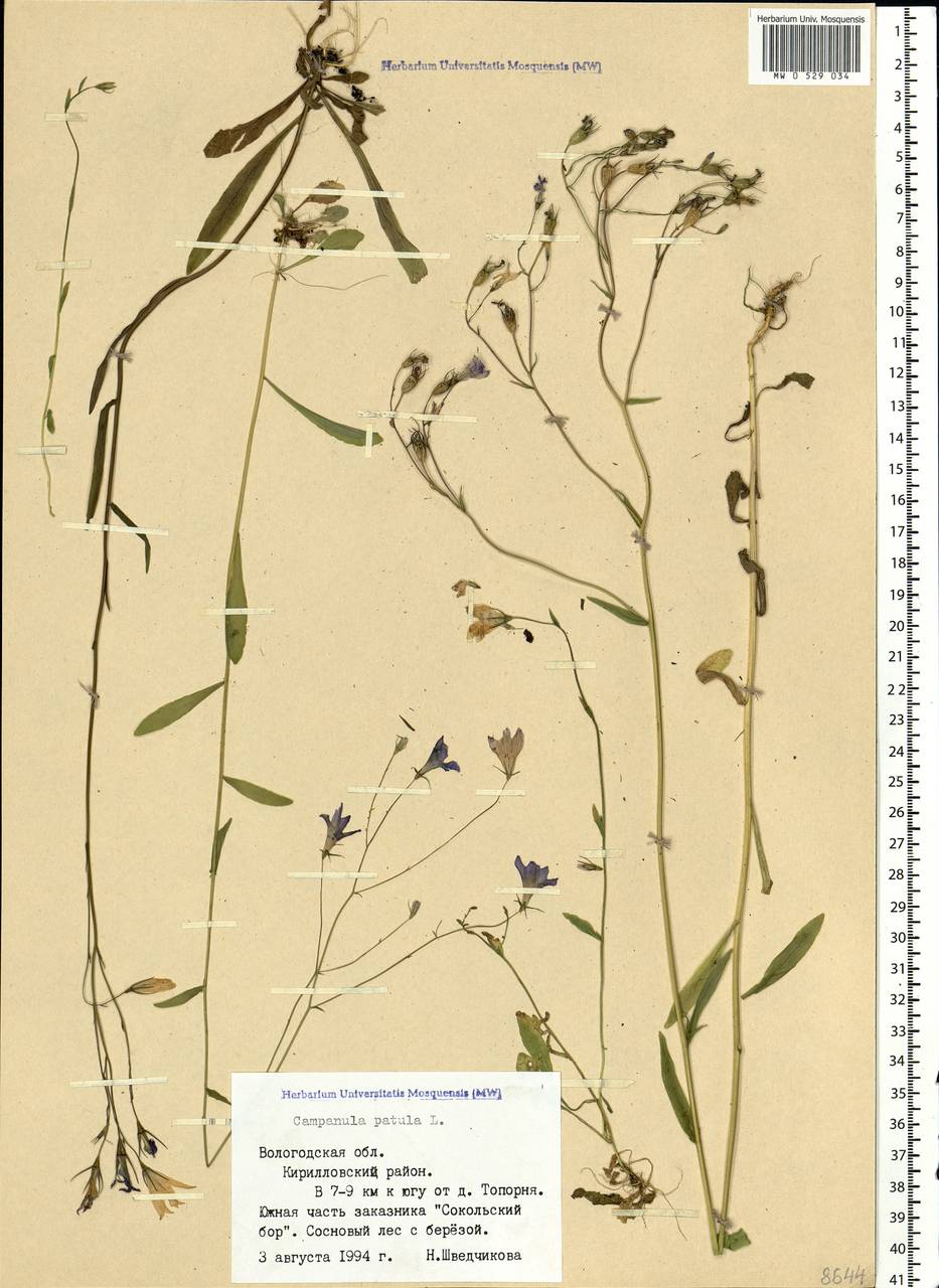 Campanula patula L., Eastern Europe, Northern region (E1) (Russia)