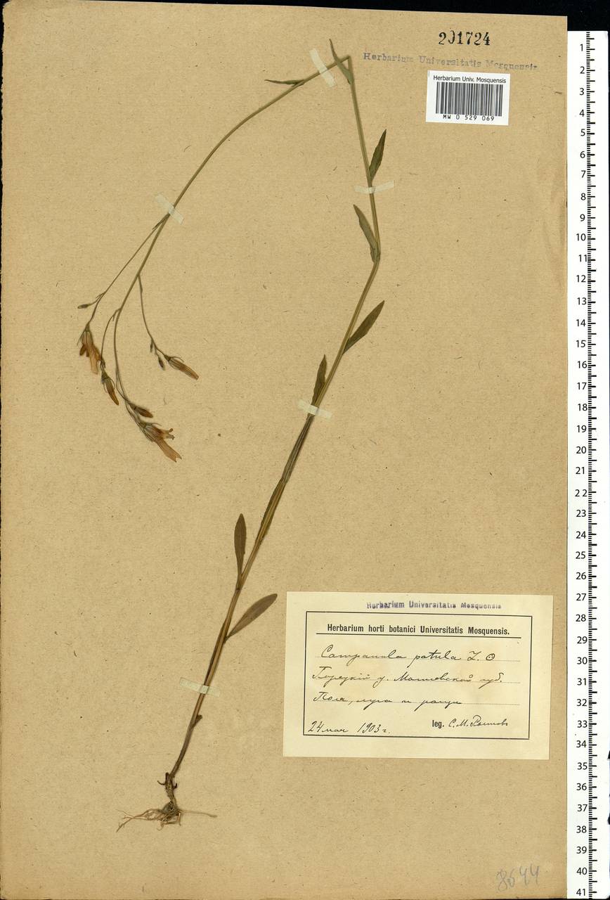 Campanula patula L., Eastern Europe, Belarus (E3a) (Belarus)