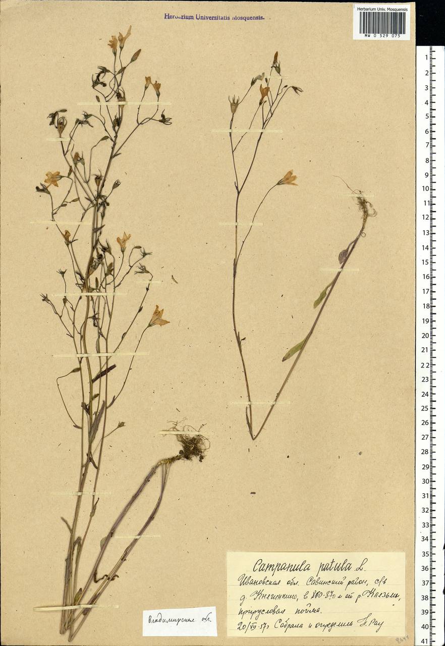 Campanula patula L., Eastern Europe, Central forest region (E5) (Russia)