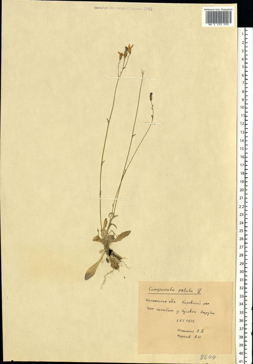 Campanula patula L., Eastern Europe, Central region (E4) (Russia)