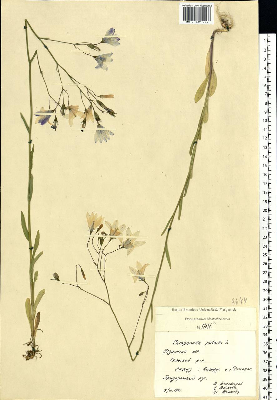 Campanula patula L., Eastern Europe, Central region (E4) (Russia)