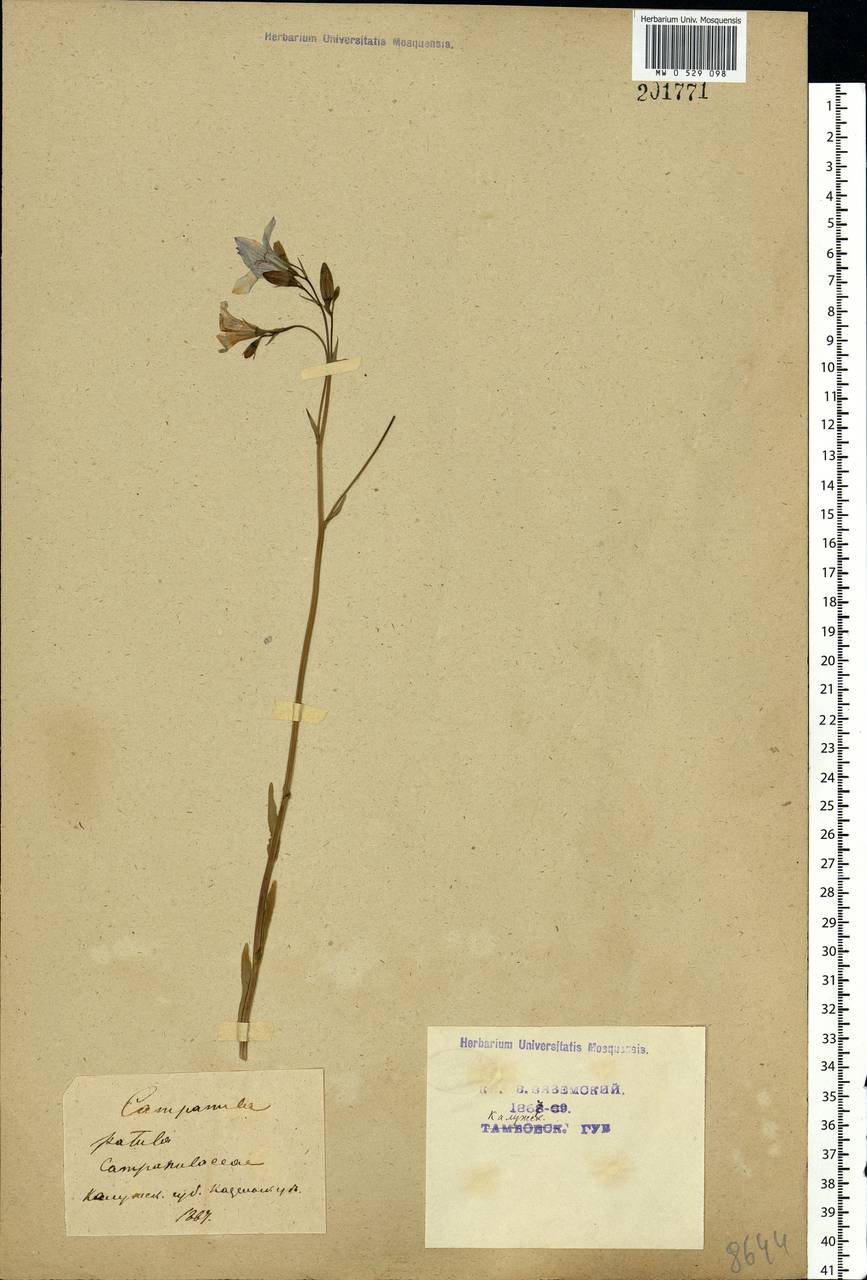 Campanula patula L., Eastern Europe, Central region (E4) (Russia)