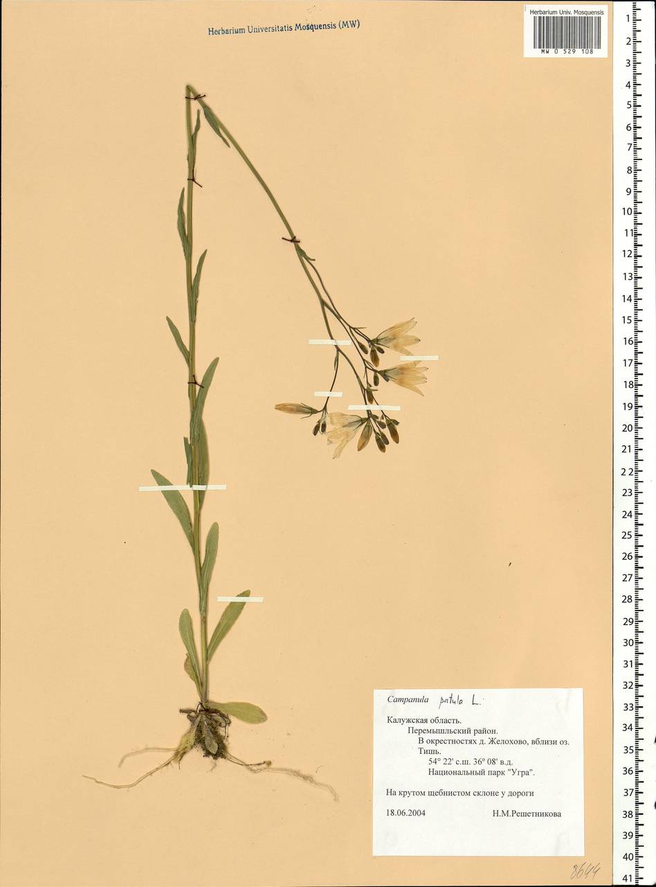 Campanula patula L., Eastern Europe, Central region (E4) (Russia)