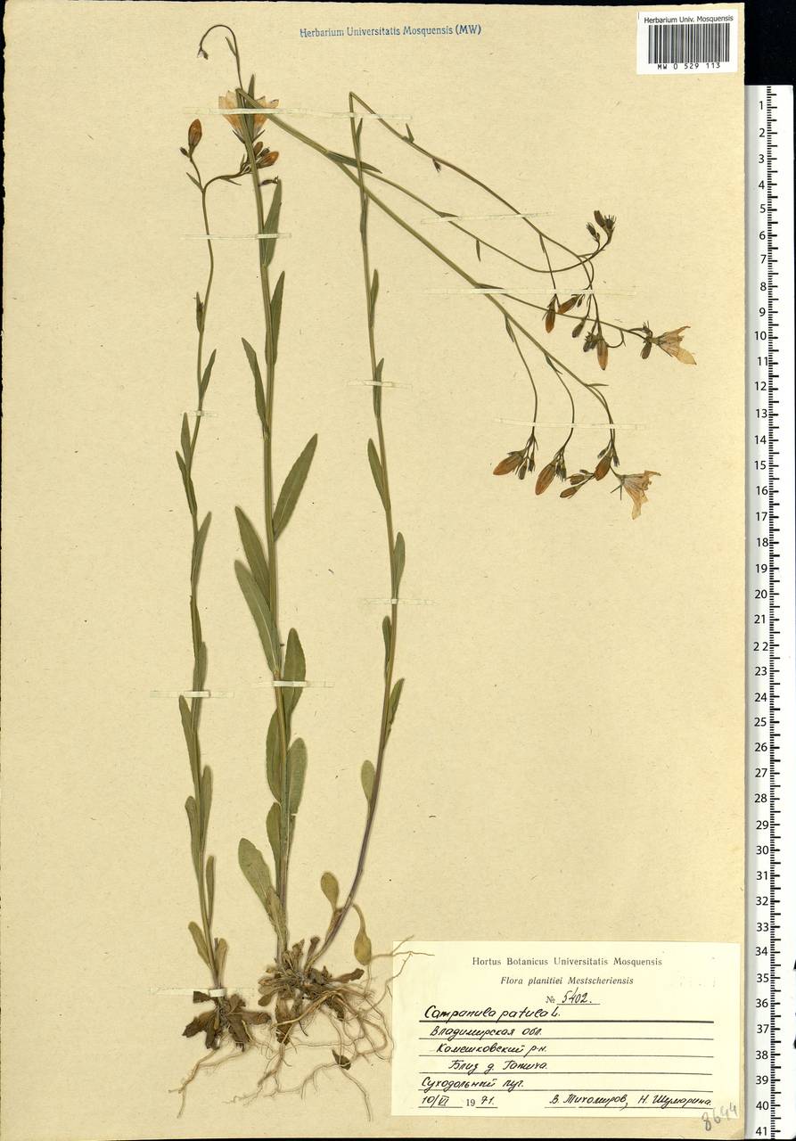 Campanula patula L., Eastern Europe, Central region (E4) (Russia)