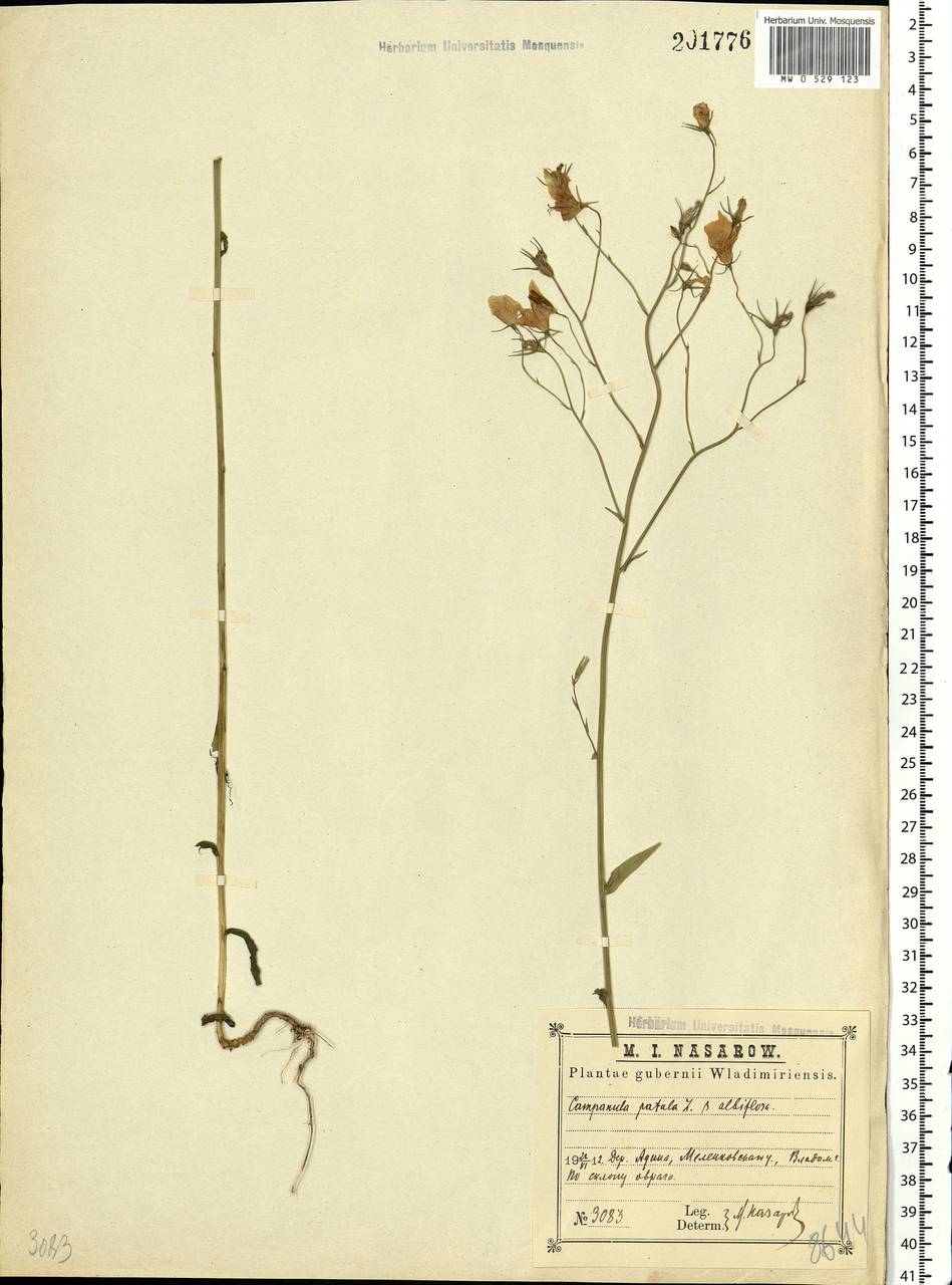 Campanula patula L., Eastern Europe, Central region (E4) (Russia)