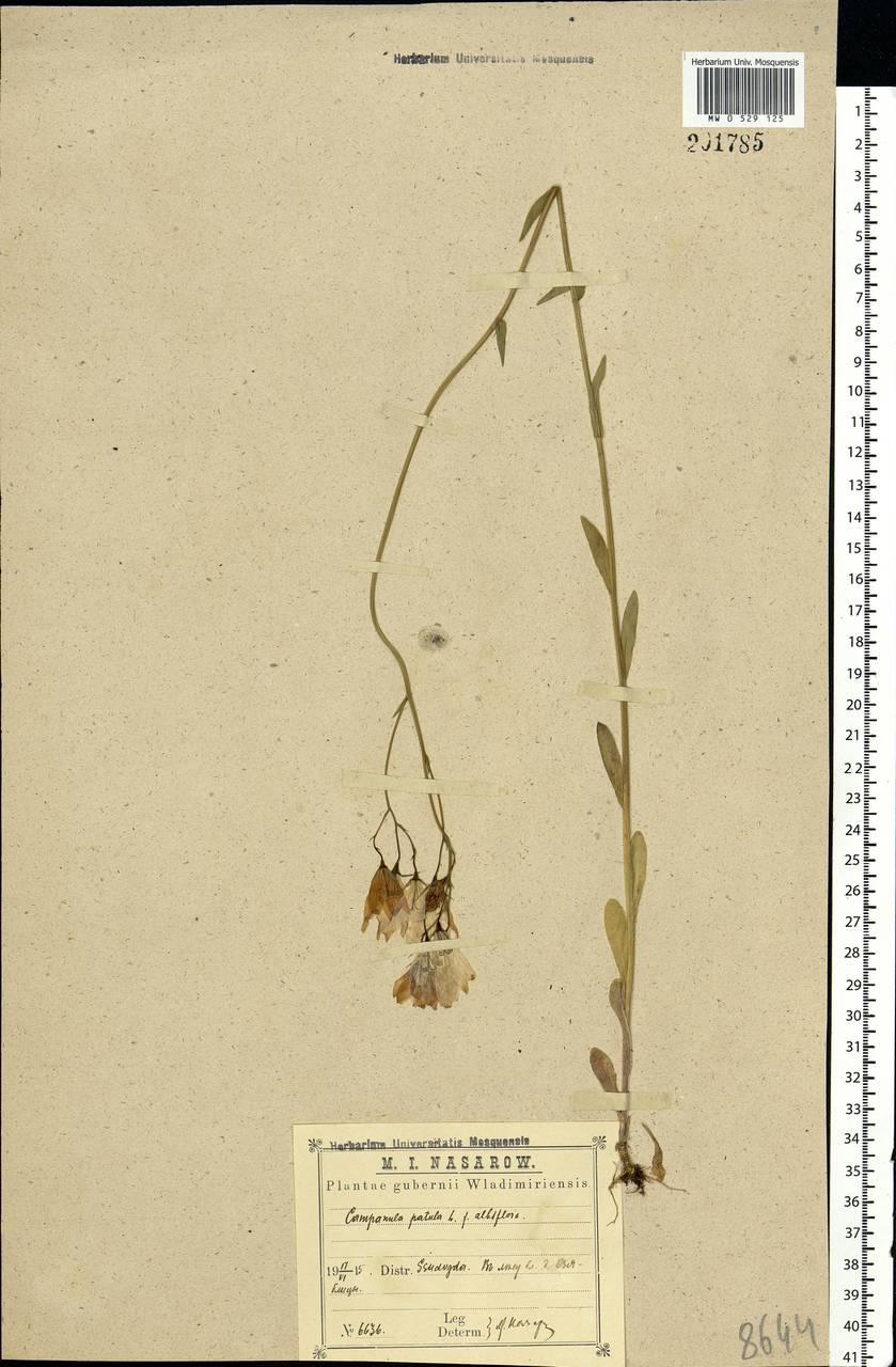 Campanula patula L., Eastern Europe, Central region (E4) (Russia)