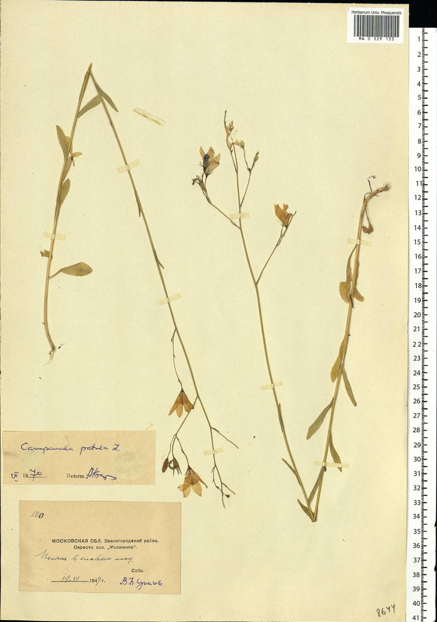 Campanula patula L., Eastern Europe, Moscow region (E4a) (Russia)