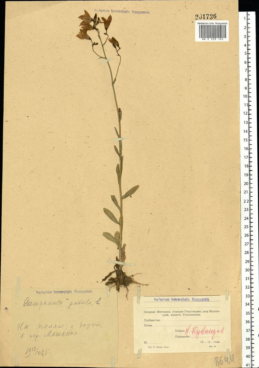 Campanula patula L., Eastern Europe, Moscow region (E4a) (Russia)