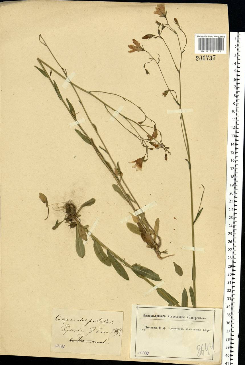 Campanula patula L., Eastern Europe, Moscow region (E4a) (Russia)