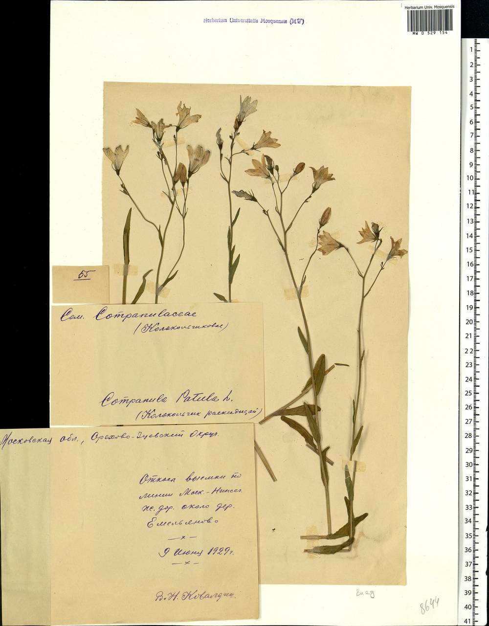 Campanula patula L., Eastern Europe, Moscow region (E4a) (Russia)