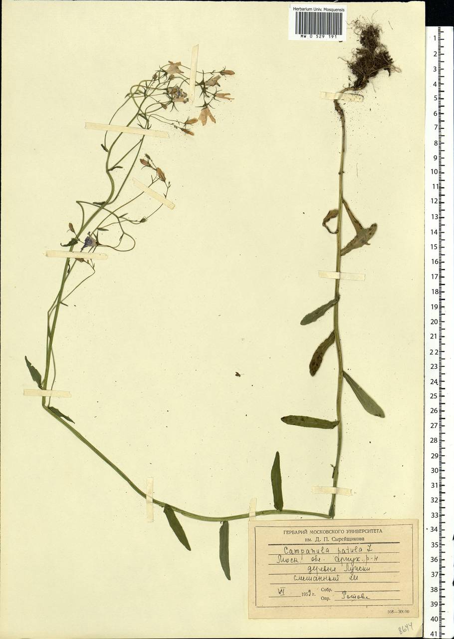 Campanula patula L., Eastern Europe, Moscow region (E4a) (Russia)