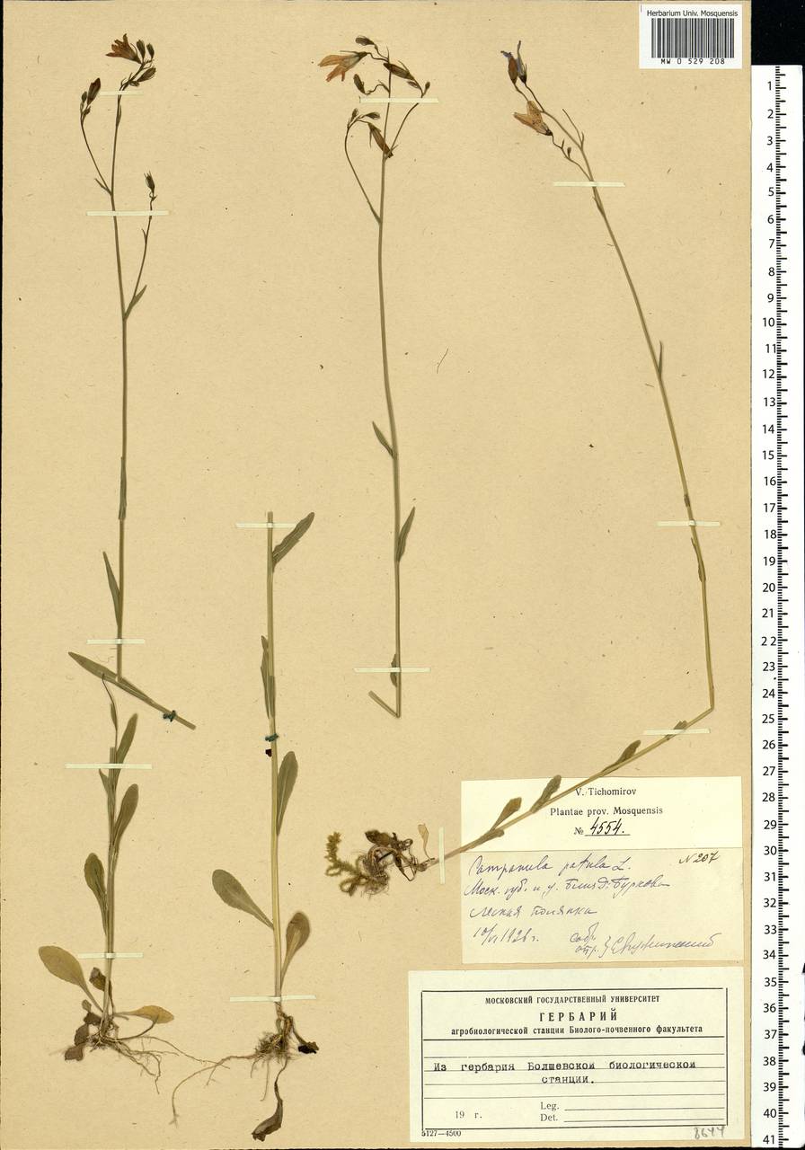 Campanula patula L., Eastern Europe, Moscow region (E4a) (Russia)