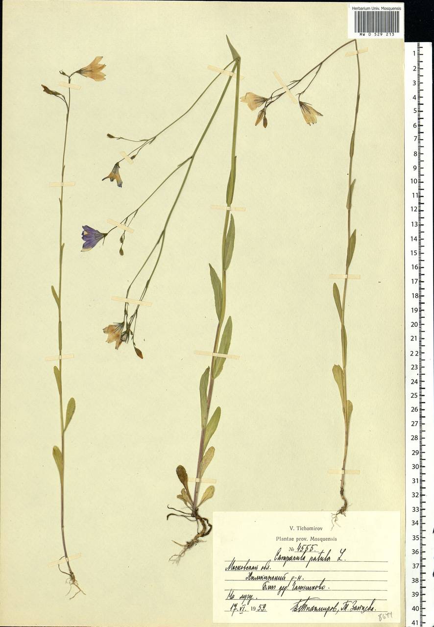 Campanula patula L., Eastern Europe, Moscow region (E4a) (Russia)