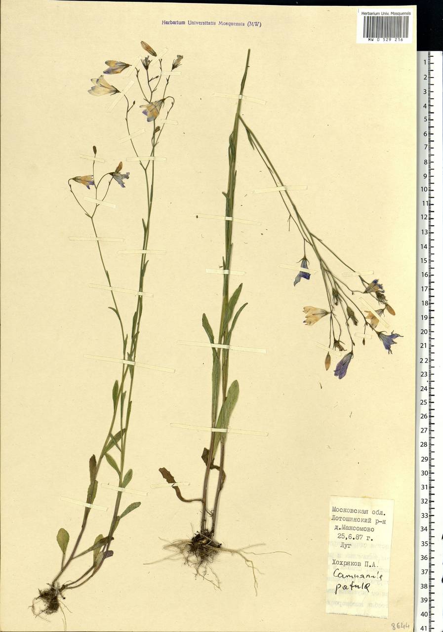 Campanula patula L., Eastern Europe, Moscow region (E4a) (Russia)