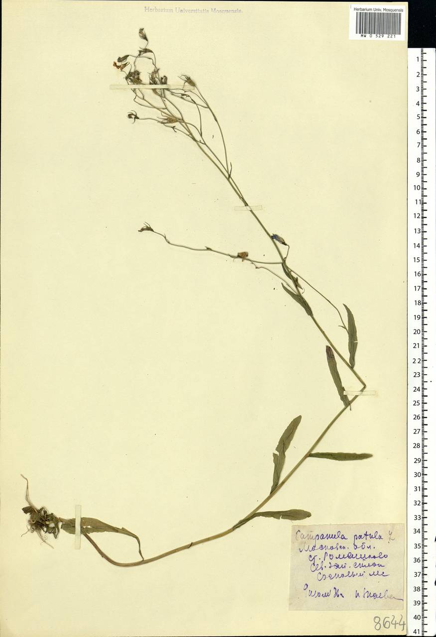 Campanula patula L., Eastern Europe, Moscow region (E4a) (Russia)