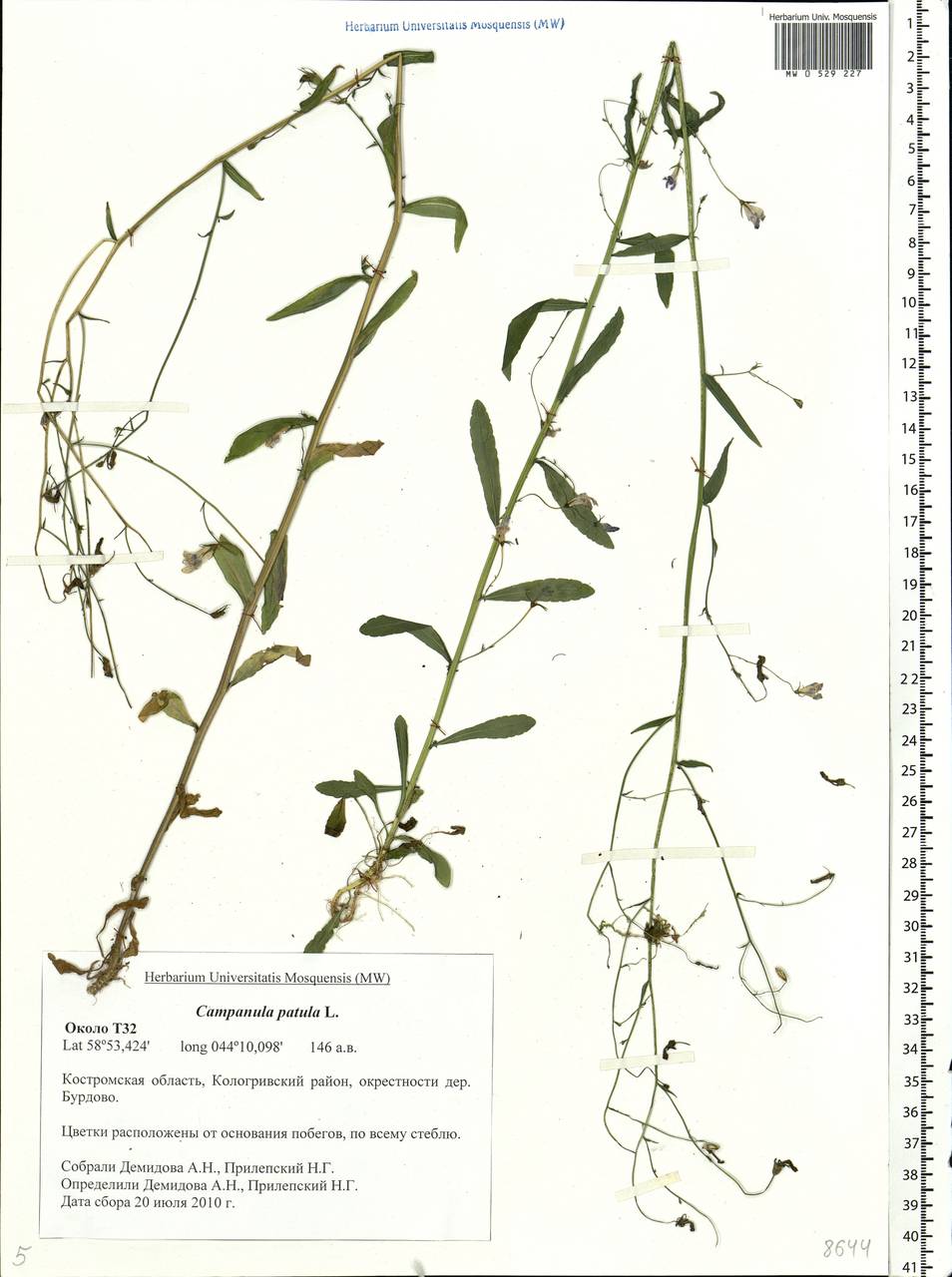 Campanula patula L., Eastern Europe, Central forest region (E5) (Russia)