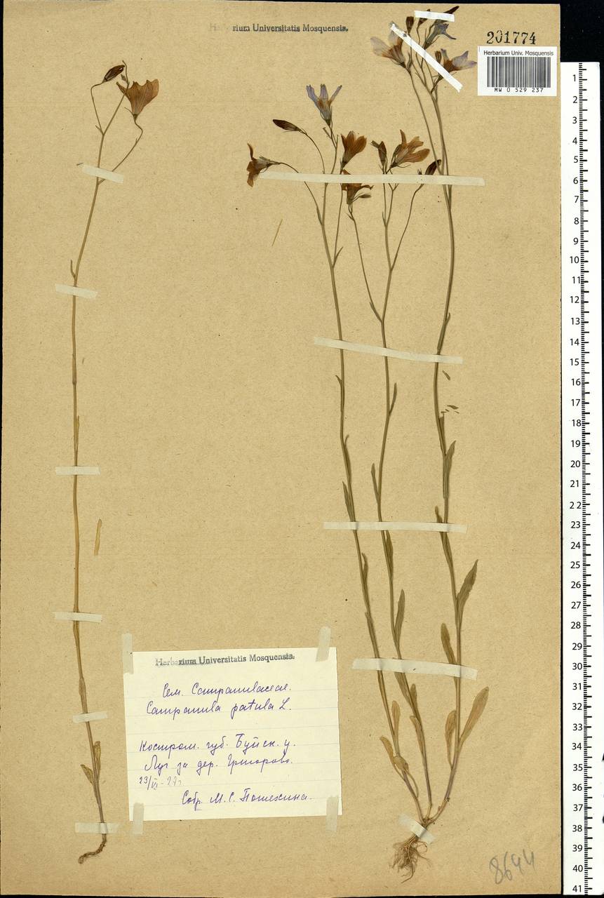 Campanula patula L., Eastern Europe, Central forest region (E5) (Russia)