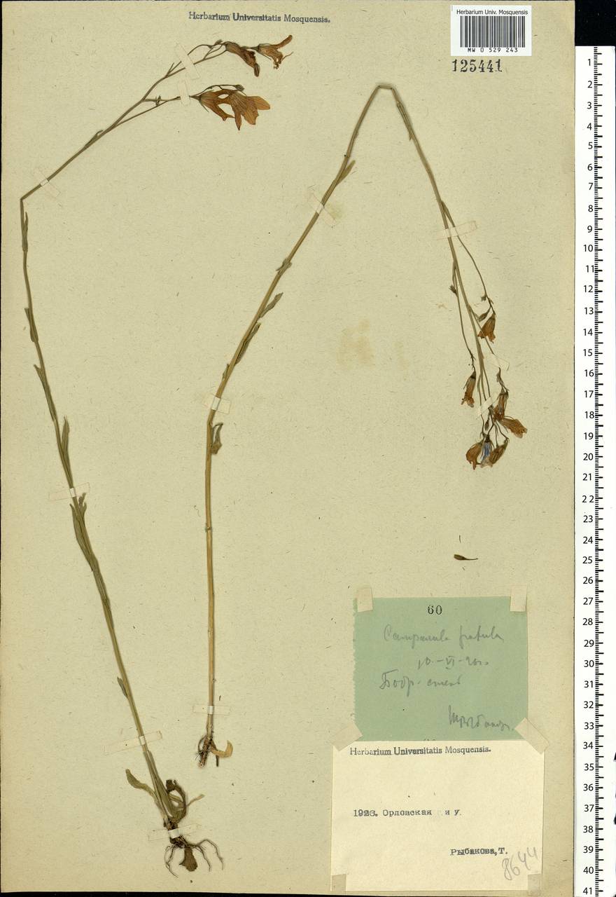 Campanula patula L., Eastern Europe, Central forest-and-steppe region (E6) (Russia)