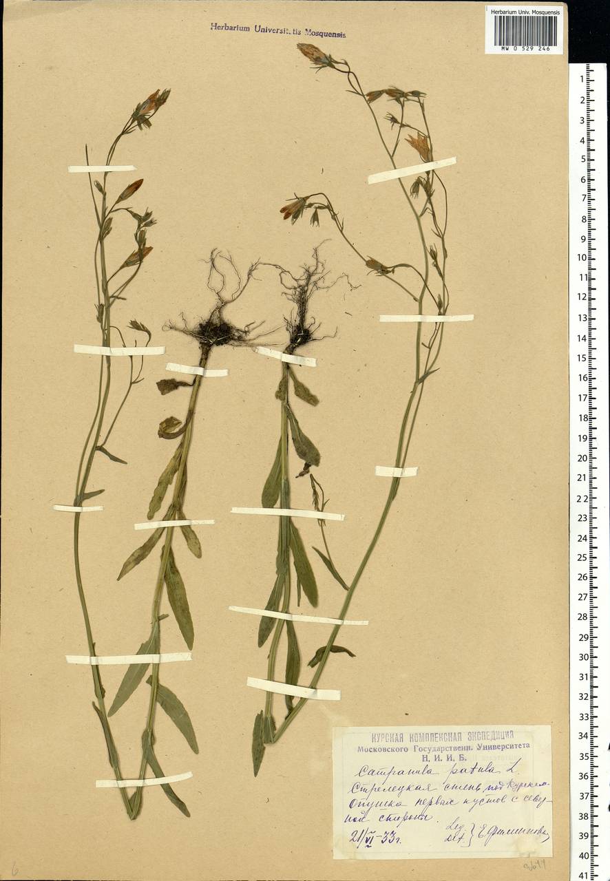 Campanula patula L., Eastern Europe, Central forest-and-steppe region (E6) (Russia)