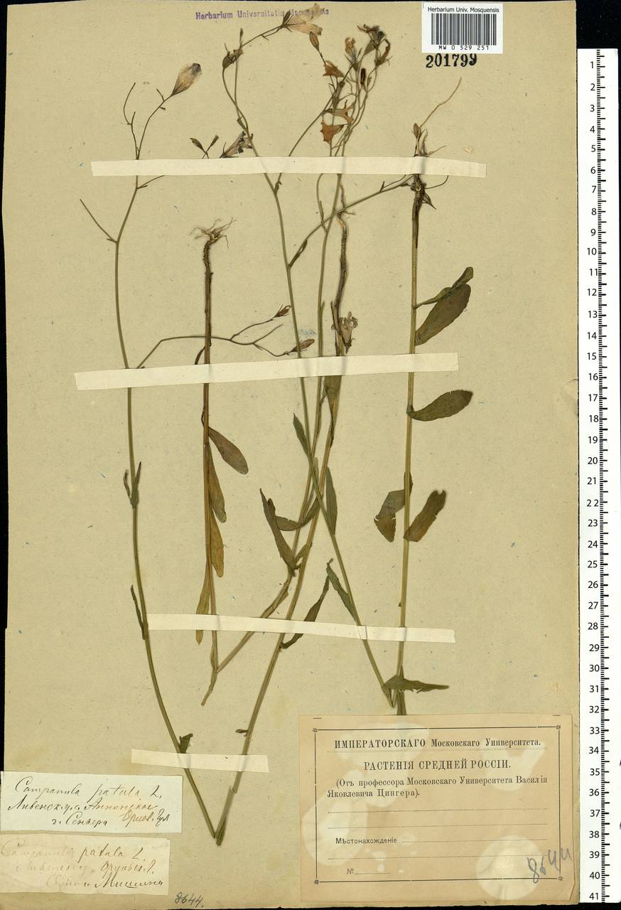 Campanula patula L., Eastern Europe, Central forest-and-steppe region (E6) (Russia)