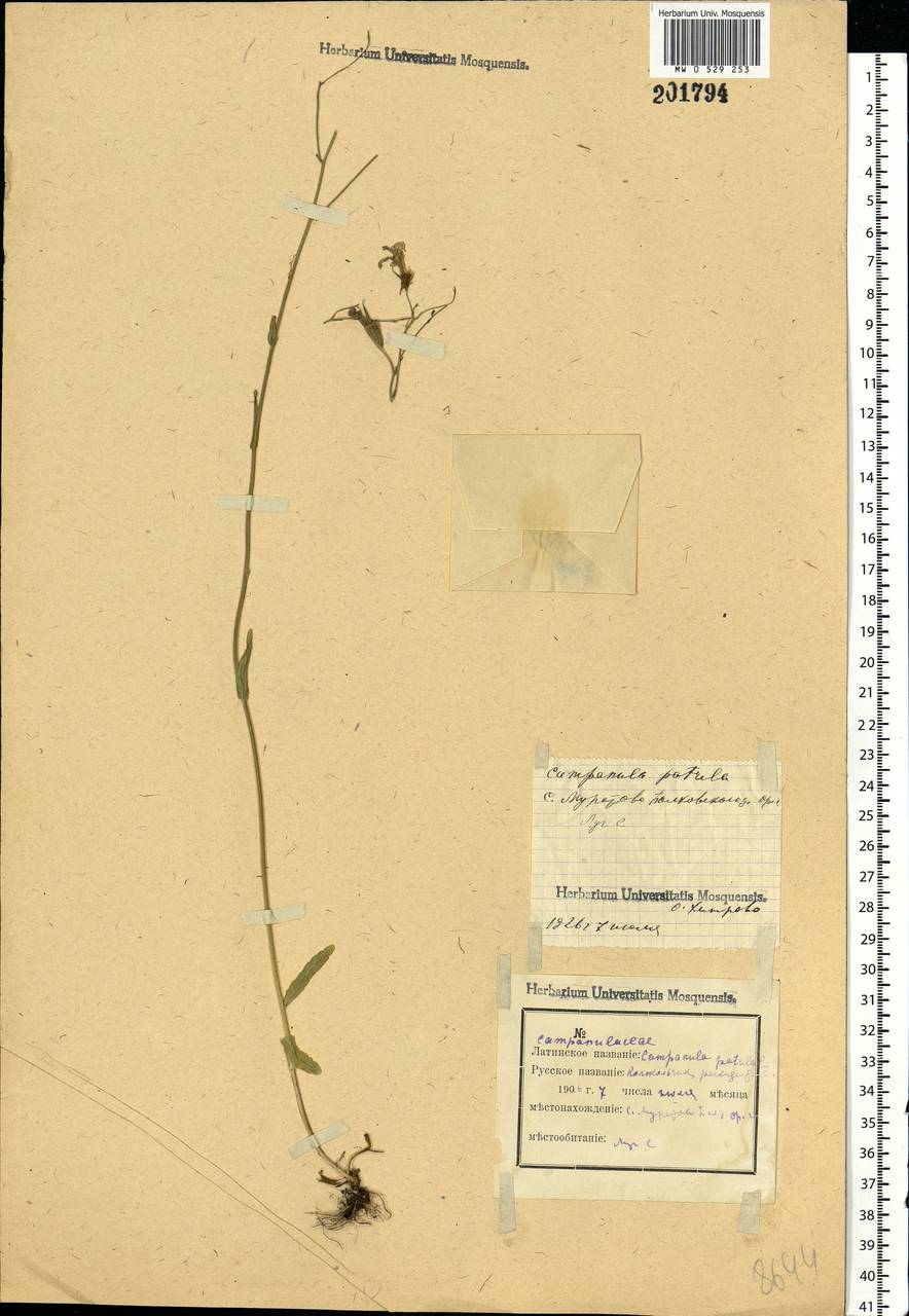 Campanula patula L., Eastern Europe, Central forest-and-steppe region (E6) (Russia)