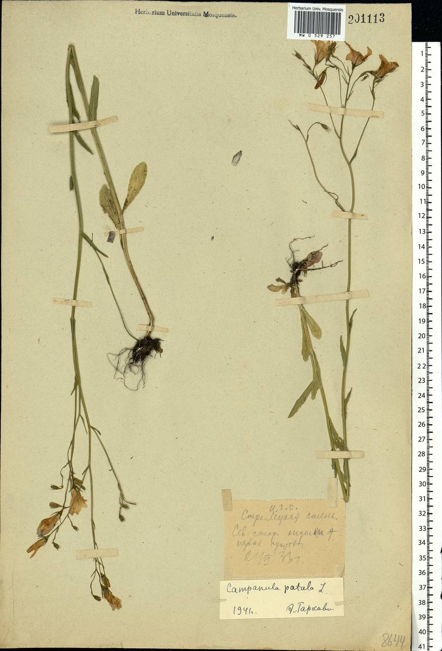 Campanula patula L., Eastern Europe, Central forest-and-steppe region (E6) (Russia)