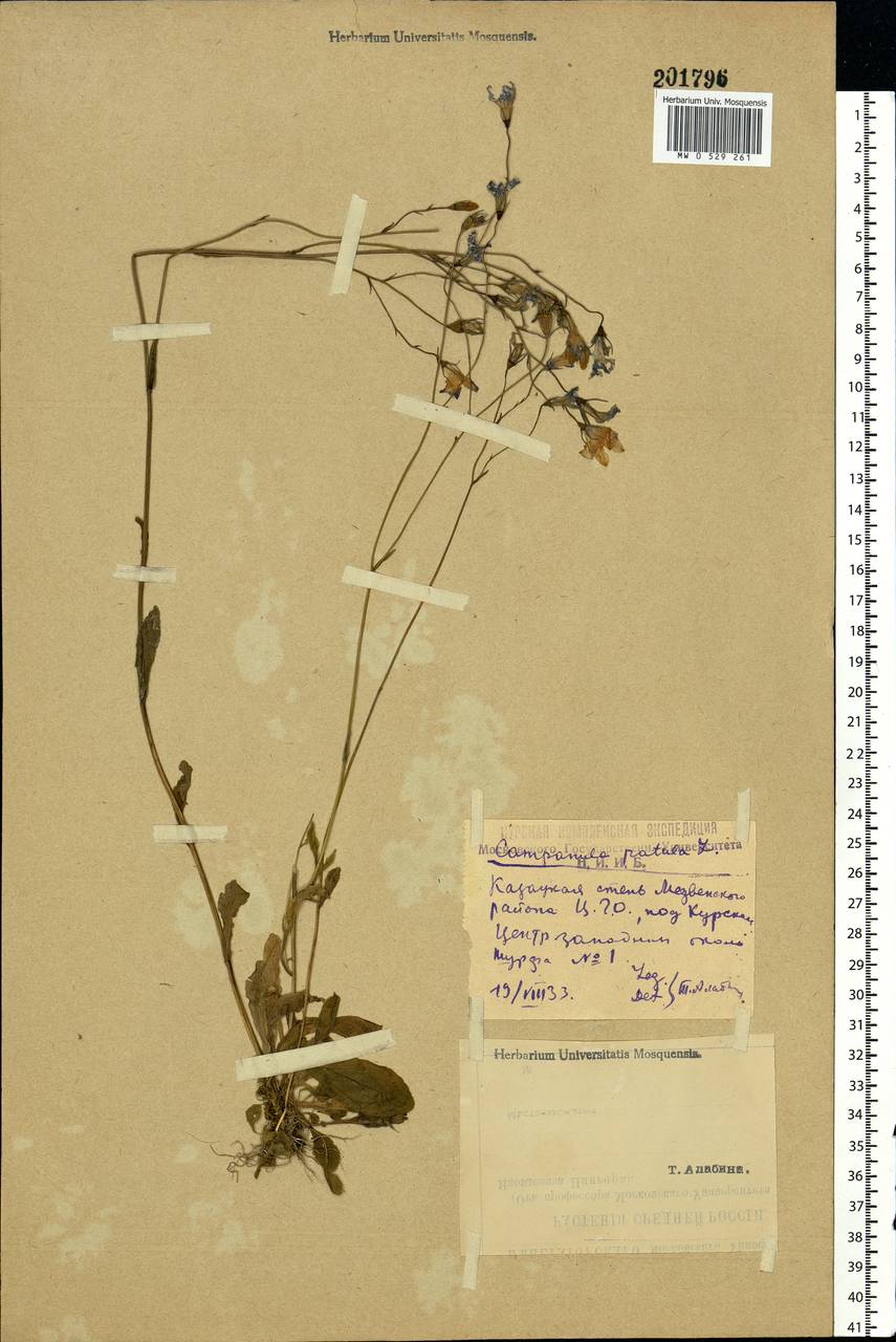 Campanula patula L., Eastern Europe, Central forest-and-steppe region (E6) (Russia)