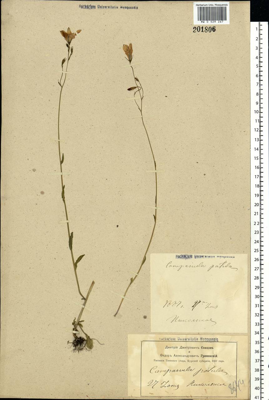 Campanula patula L., Eastern Europe, Central forest-and-steppe region (E6) (Russia)