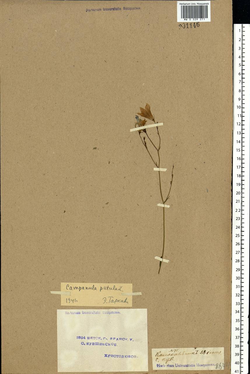 Campanula patula L., Eastern Europe, Volga-Kama region (E7) (Russia)