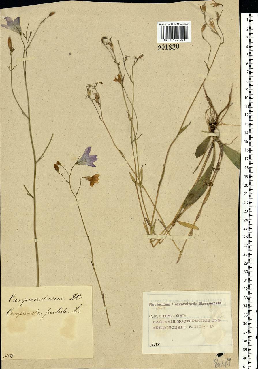 Campanula patula L., Eastern Europe, Volga-Kama region (E7) (Russia)